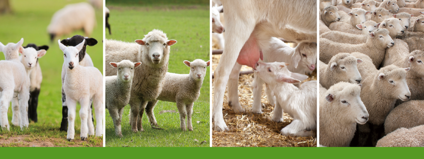羊营养